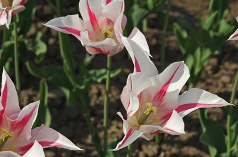Tulipani